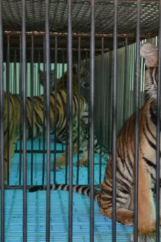 The Tiger Mafia