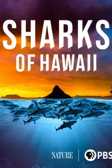 Nature Sharks of Hawaii