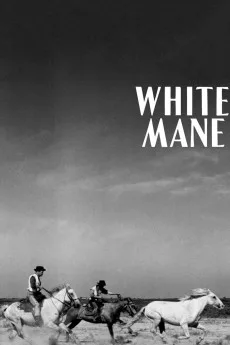 Crin blanc : le cheval sauvage