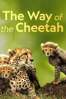 Big Cat Week The Way of the Cheetah