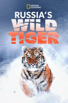 Big Cat Week Russia's Wild Tiger